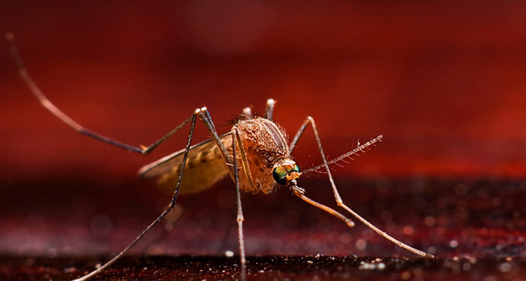 World Malaria Day 2021 Does Gene Technology Offer Potential To Wipe   Mosquito WMD 2021jpg 1024x548 